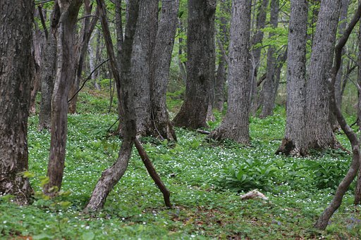 岩手の森にて：一面のニリンソウ