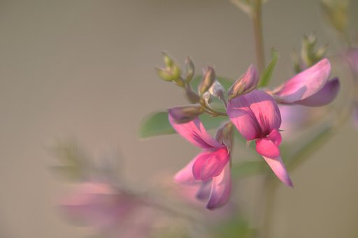 萩に夕日が・・・