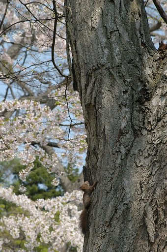 二匹のエゾリス