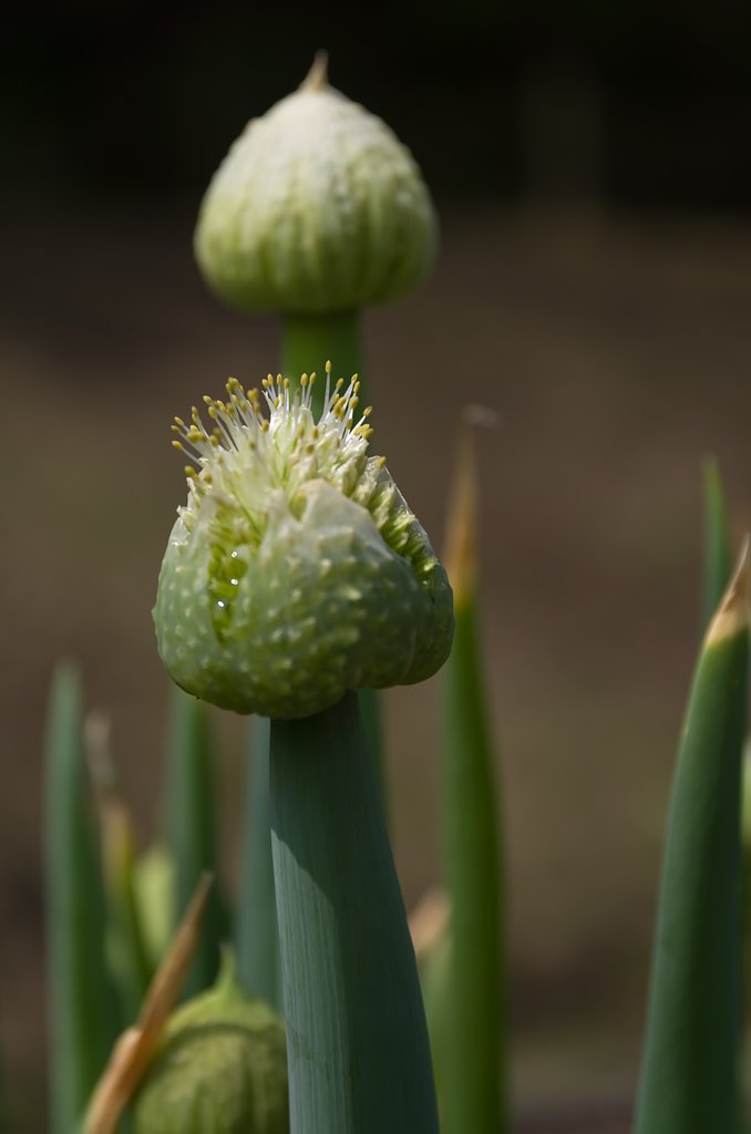 SIGMA 17-70mm F2.8-4 DC MACRO 