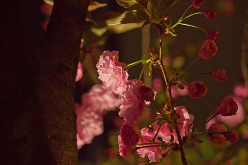 梅田の夜桜（八重）