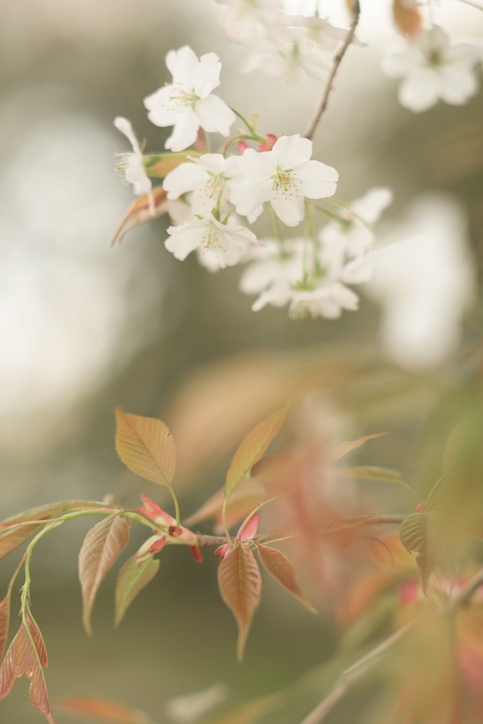 AF DC-NIKKOR135mmF2D(DC R2.8  F2.8)
