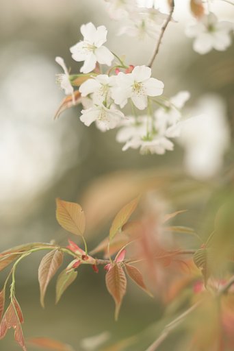 AF DC-NIKKOR135mmF2D(DC R2.8  F2.8)