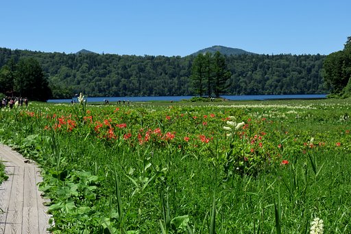尾瀬花の旅