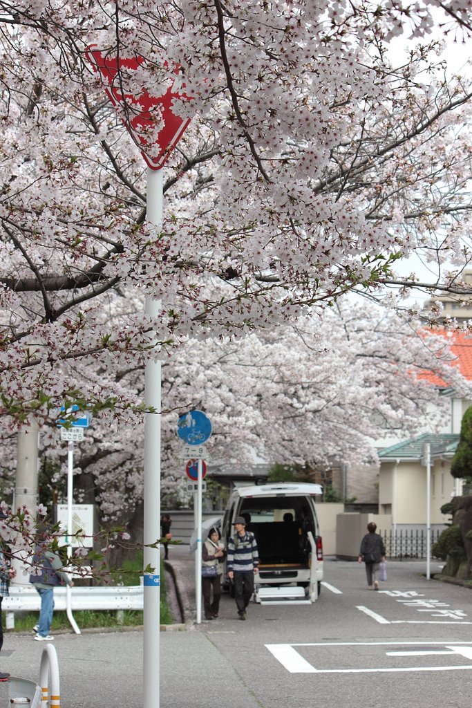 桜町