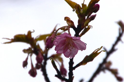 雨中の桜