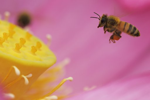 蓮の蜜を集めて