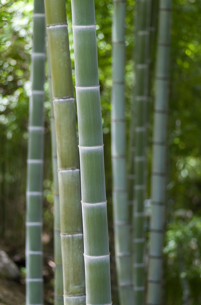 PENTAX-D FA MACRO 100mmF2.8 