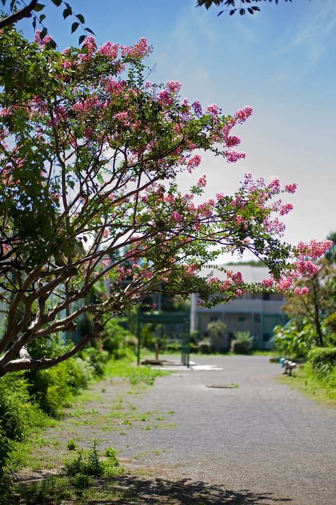 SUMMILUX-M 50mm F1.4 ASPH