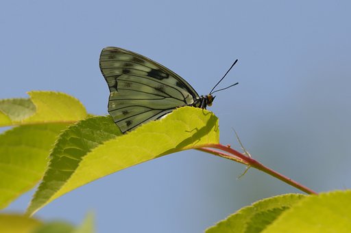 ゴマダラチョウ