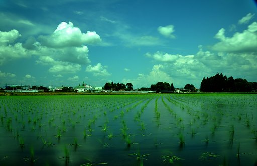 田んぼ（水田）は、良い