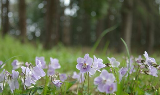 ３月のお題発表