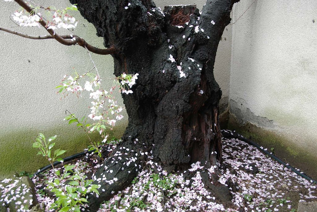 移ろい