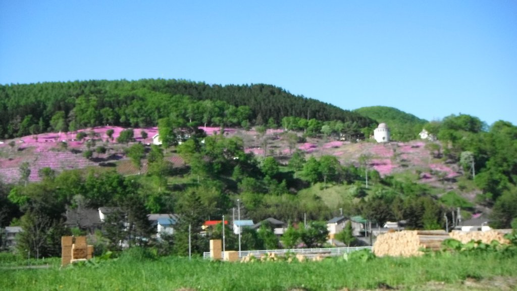 芝桜