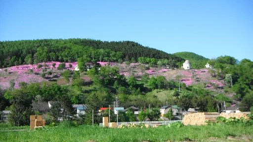 芝桜