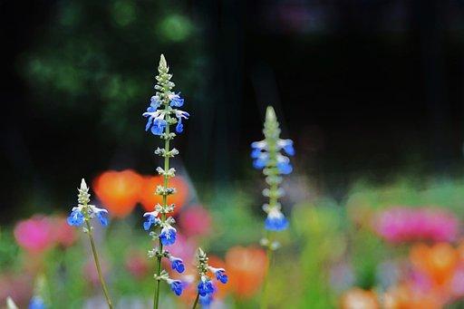 砧公園にて