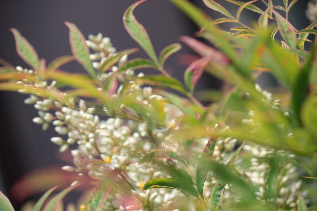 ナンテンの花