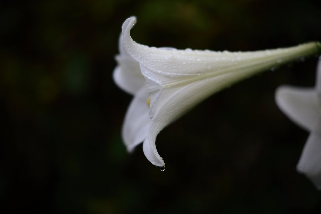 雨上がりの百合