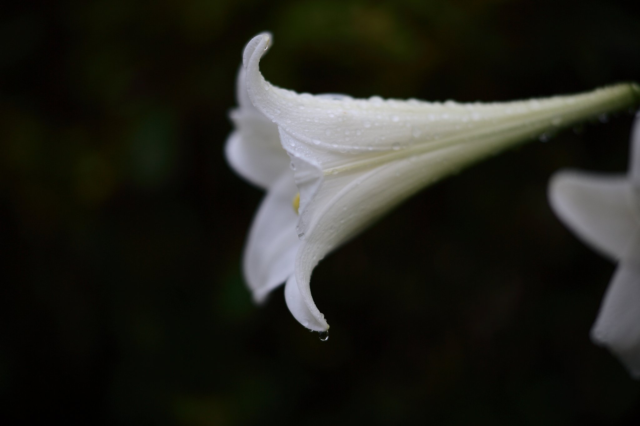 雨上がりの百合