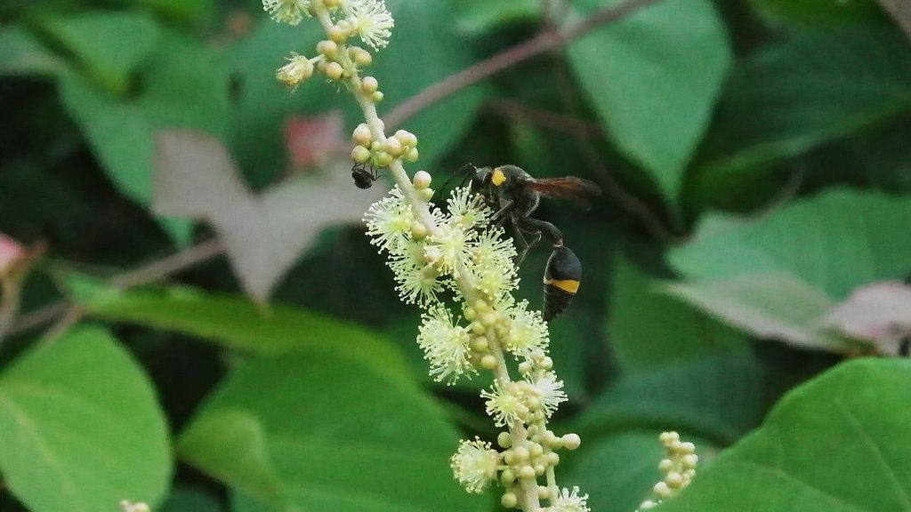 PENTAX Optio WG-1 GPSで＃３