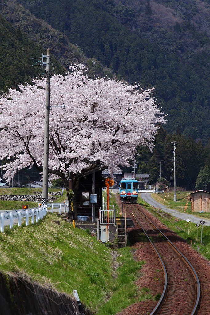 樽見で春撮り♪