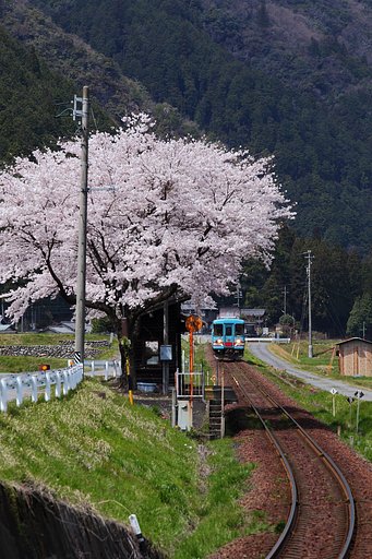 樽見で春撮り♪