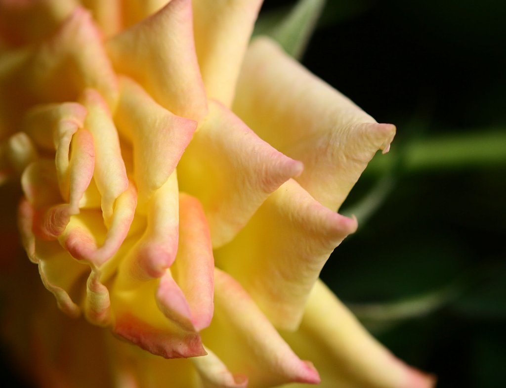 Canon EF180mmF3.5L Macro