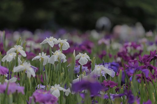 菖蒲まつり