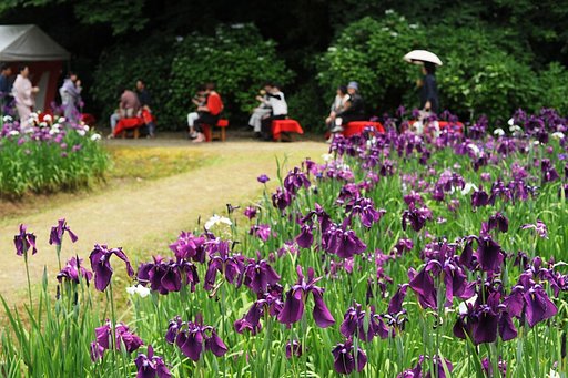 花しょうぶ園にて