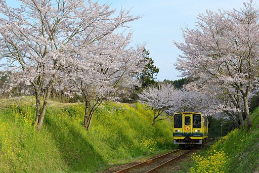 いすみの春