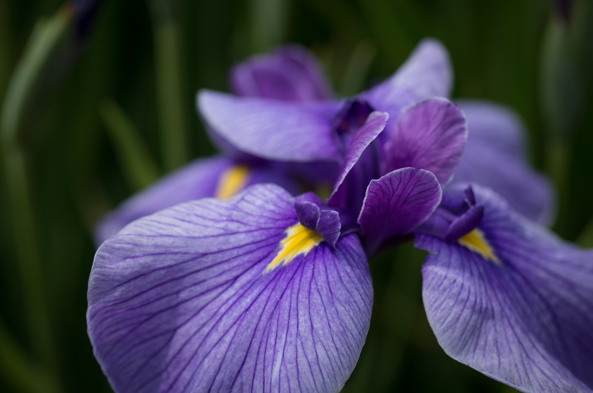 菖蒲