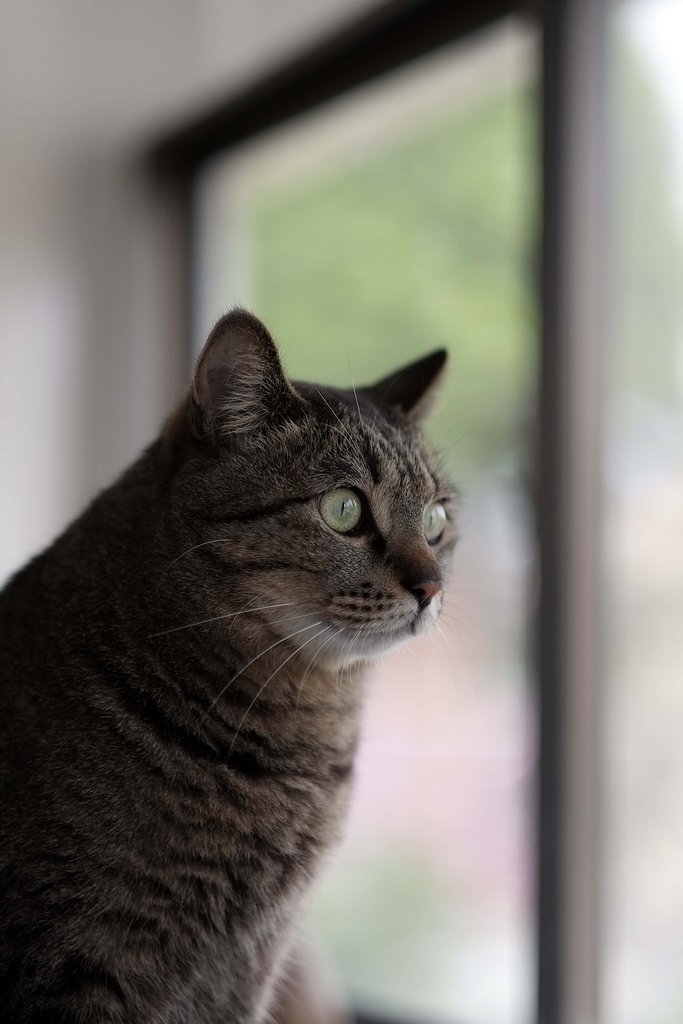 うちの猫