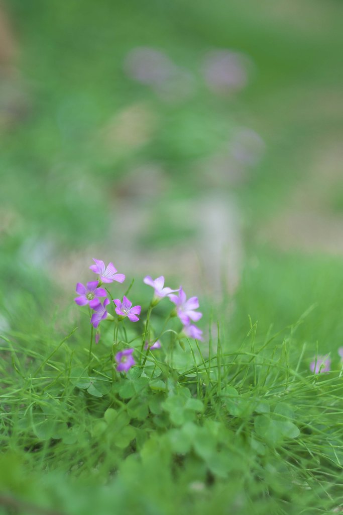庭の花Ⅱ
