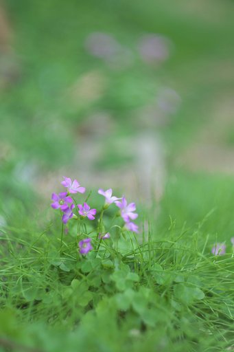 庭の花Ⅱ