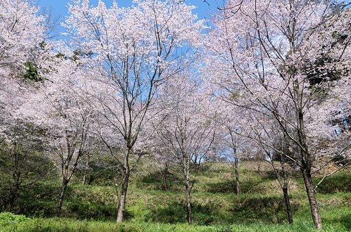 桜林