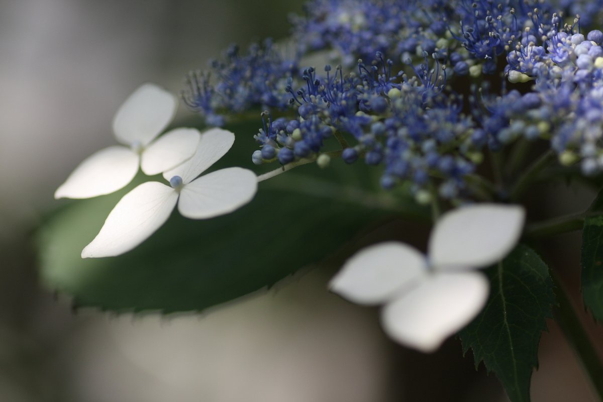 紫陽花