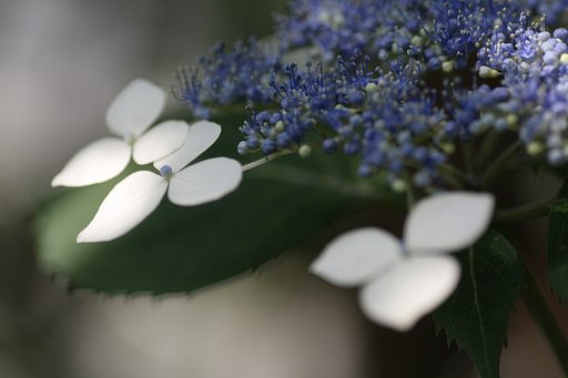 紫陽花
