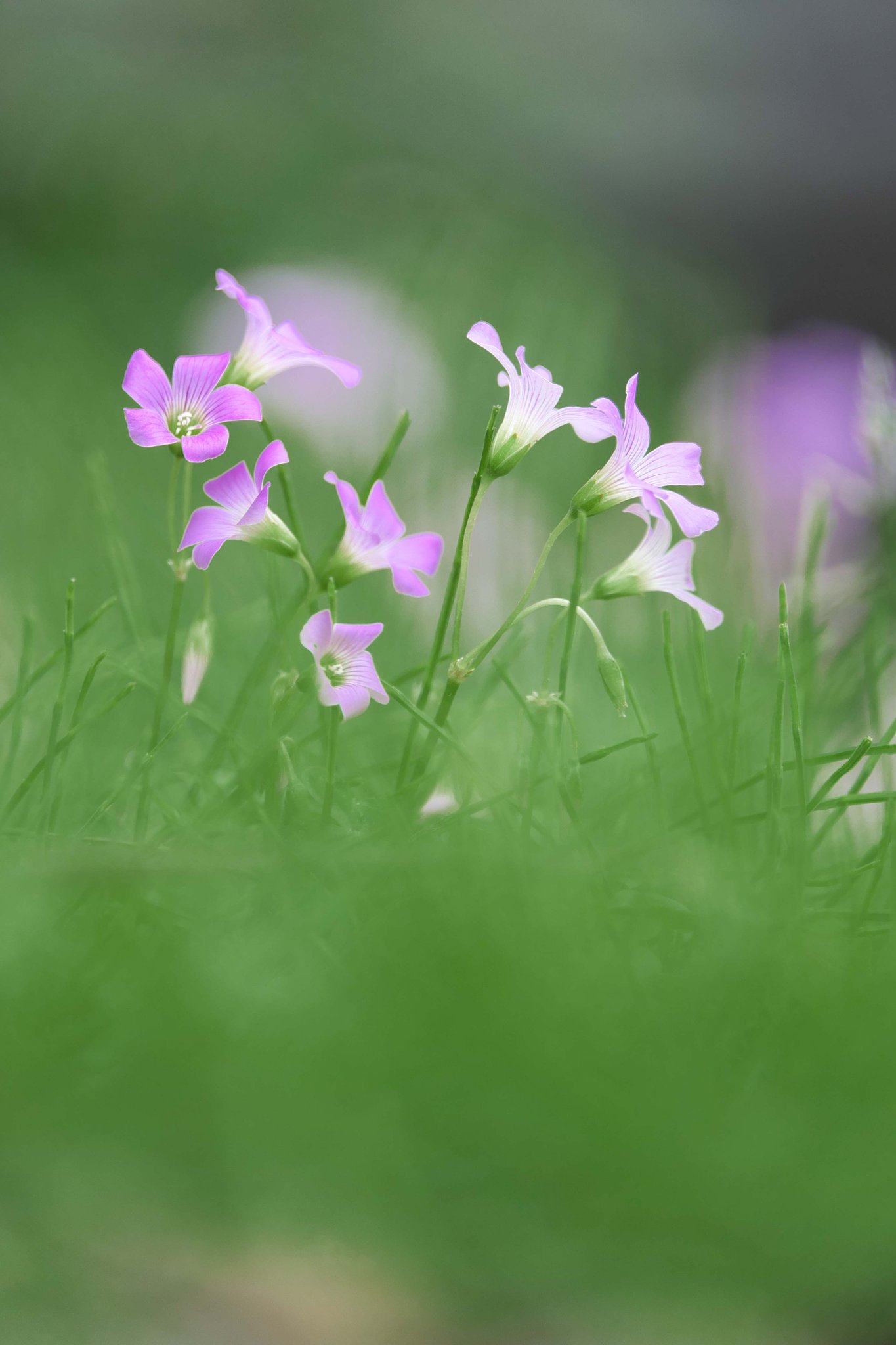 庭の花