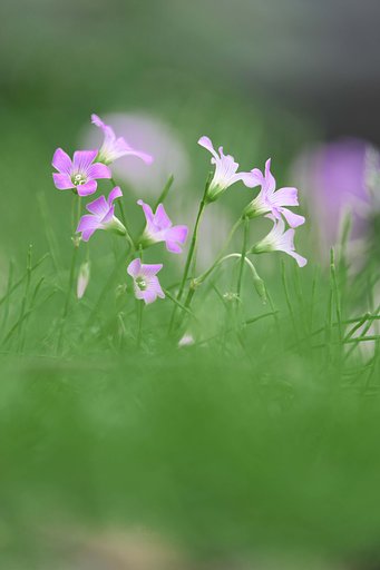 庭の花
