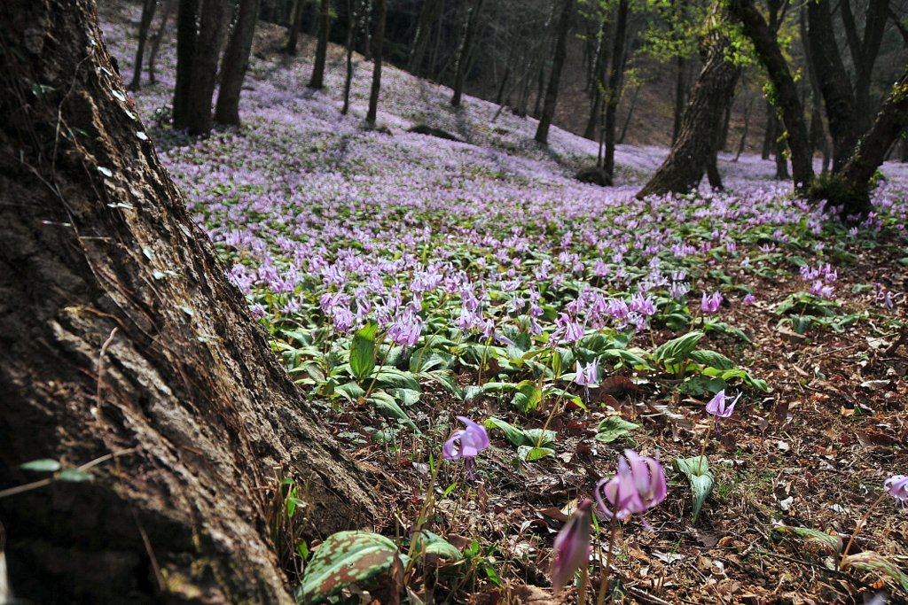 カタクリの花の大群落
