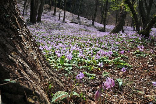カタクリの花の大群落