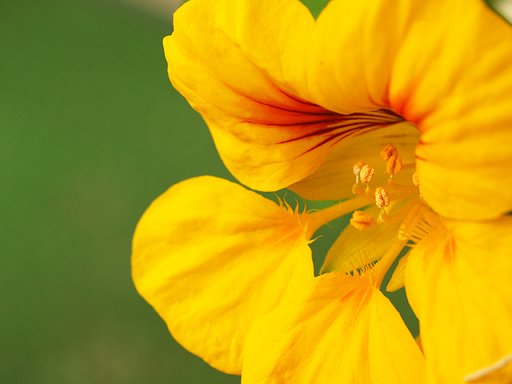 金蓮花