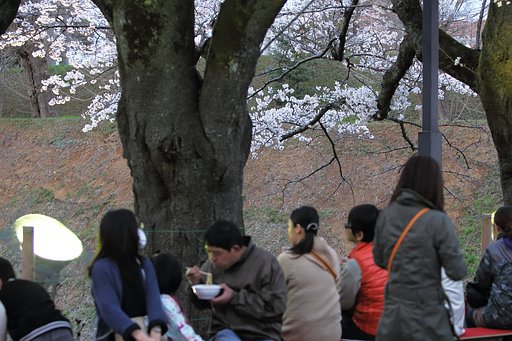 【心】夜桜見物
