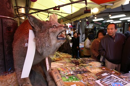 剥製