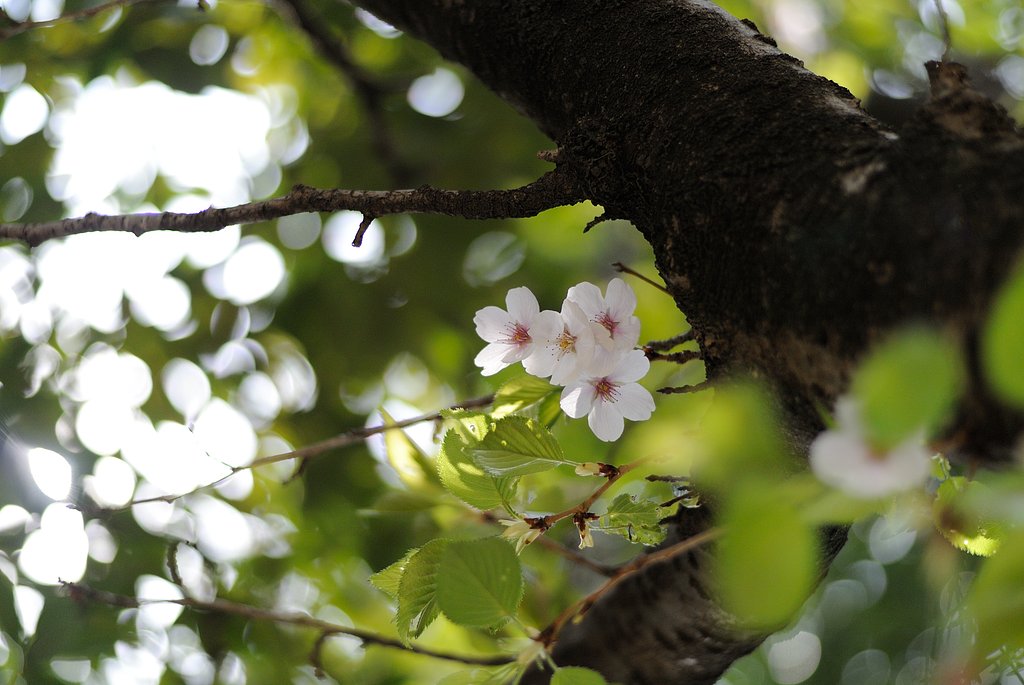 桜