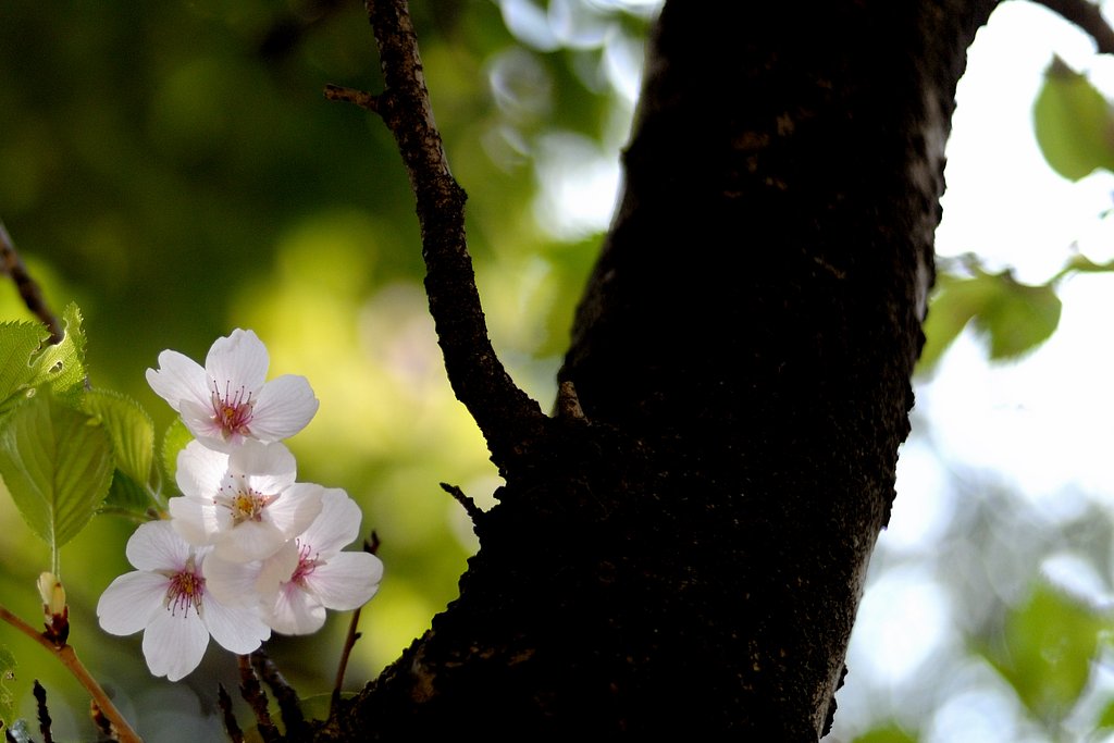 桜