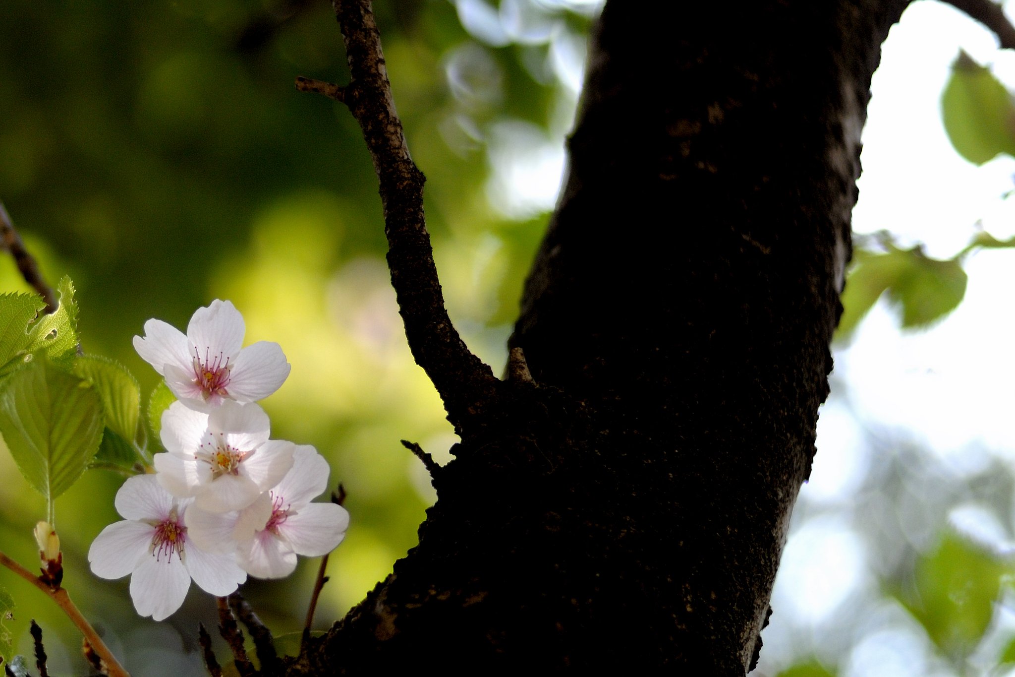 桜