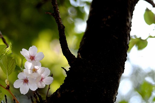 桜