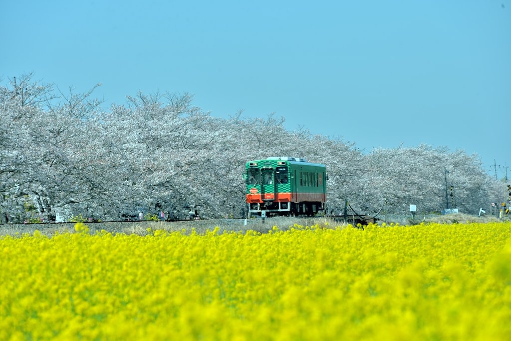 真岡鉄道　春