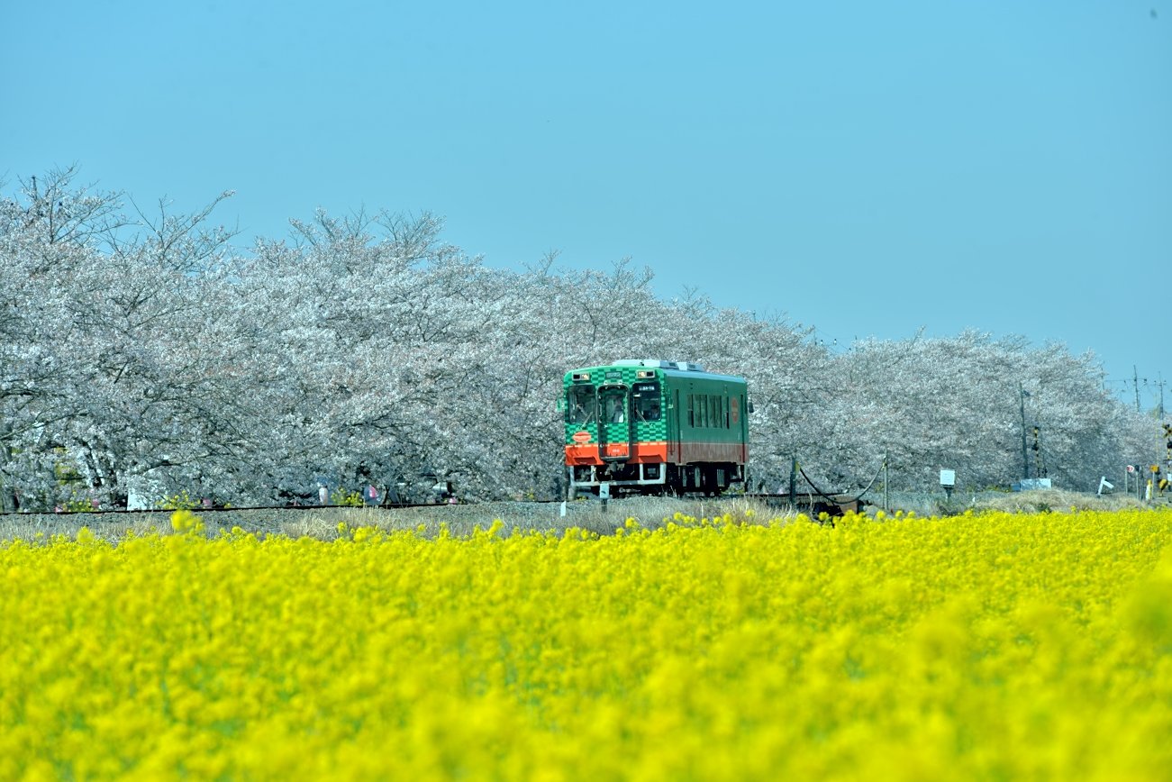 真岡鉄道　春